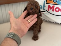 Petmode köpek çiftliğinden tea cup kore poodle