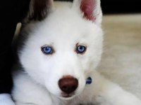 A kalite Mavi Gözlü Beyaz Husky Sibirya Kurdu Orjinal