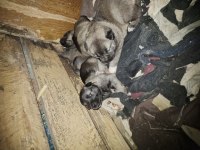Yeni doğan yavru köpekler uygun verilecek
