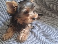 Kuduruk Erkek Kardeş Köpekler Son 3 Yavru