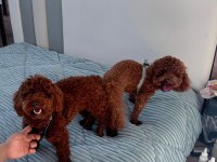 MİKRO ÇİP TAKILIP VERİLECEK POODLE