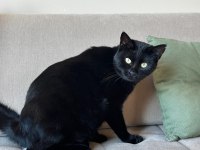 KEDİMİZ LEYLA ÇOK SAKİN