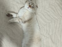 Scottish Fold Kedimiz Yeni Yuvasını Bekliyor