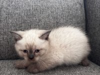 British shorthair ufaklık yeni ev arıyor