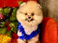 Pomeranian Boo Teddy Surat Yavrularımız