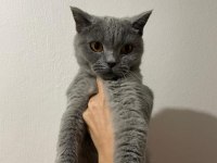 8 aylık erkek british shorthair