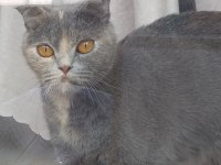 Poncik scottish fold kızım