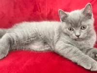 British Shorthair