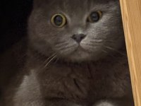 Scottish fold 6 aylık