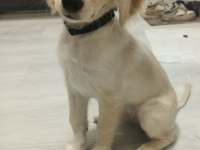 3 AYLIK ERKEK AŞILARI TAM GOLDEN RETRİEVER