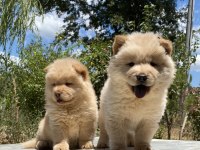Chow Chow Çin Aslanı