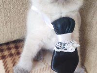 British Shorthair Blue point