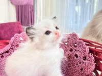 Şampiyon genetikli safkan ragdoll yavruları