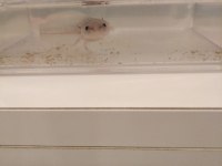 Bebek axolotl sağlıklı ve keyifli