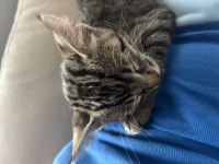 3 aylık tekir kedi sahiplendirilecek