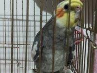 Sultan Papağanı konuşan