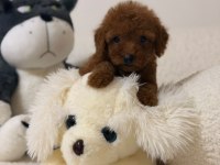 Orjinal 0 numara Toy poodle Yavrularımız