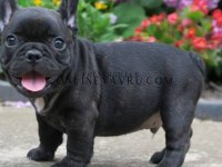 French bulldog