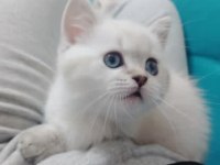 2 aylık blue point dişi bebek british shorthair