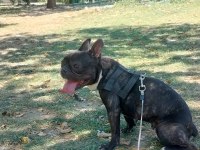 Tuvalet Eğitimli Sessiz Sakin Dişi French Bulldog Kızımız