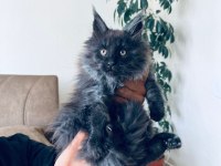 Güzel Maine coon bebekler