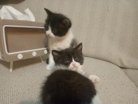 Anne british shorthair yavrulari
