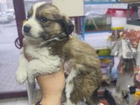 Rus finosu yavru köpeğimiz