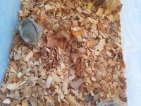 Hamile gonzales hamster