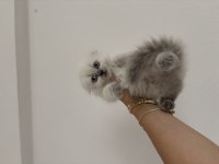 Scottish Fold Longhair
