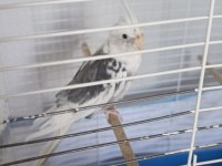 Satılık Sultan Papağanı