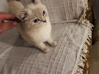 Blue point british shorthair