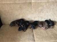 4 erkek 1 dişi minyatür pinscher yavruları