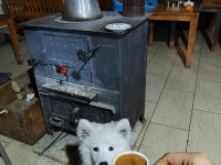 Samoyed dişi 1,5 yaşında