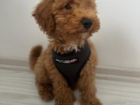 Koyu renk Dişi Poodle