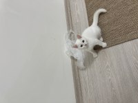 BRİTİSH SHORTHAİR YAVRU ERKEK