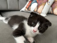 Bu tatlı scottish fold yavruları sahiplendirmek istiyoruz