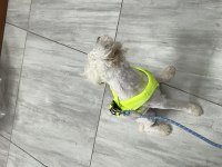 Süs Köpeği Maltepe