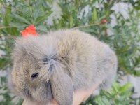 Aguti Hollanda lop dişi
