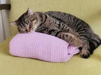 Kısır çipli scottish fold erkek kedime yeni yuva arıyoruz