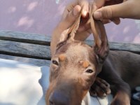 Kızıl Doberman