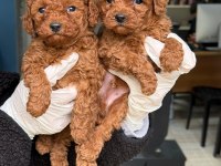 Sevimli Poodle Bebekler