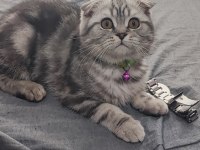 4 aylık scottish fold