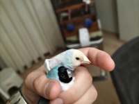 Mavi silver takım hazır ispinoz