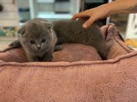 Scottish fold yavrumuz