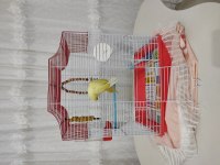 Yavru Lutino Muhabbet Kuşu
