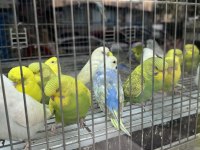 BEBEK MUHABBET KUŞU YENİ YEME DÜŞTÜ