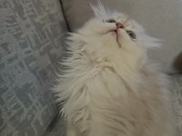SAFKAN ERKEK KEDİMİZ