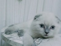 Dişi blue point sakin scottish fold yavru