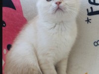 Scottish Fold Krem Gold