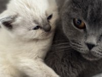 British ve scottish blue point longhair yavrularım mevcut
